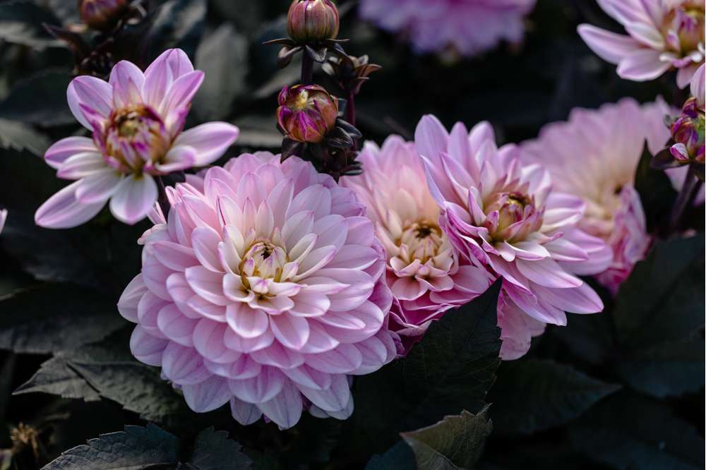 Dahlia 'Melody Harmony'
